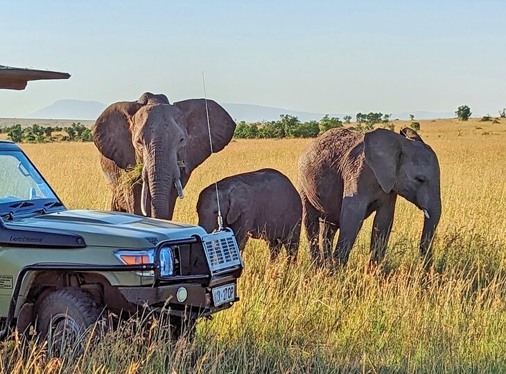 Elephants in Maasai Mara National Reserve