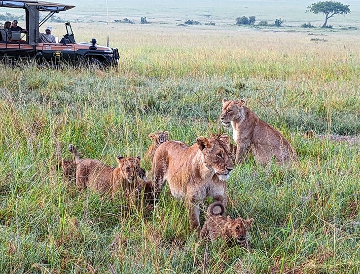 Lions in Maasai Mara National Reserve