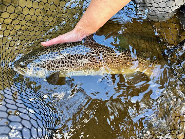 A trout on the Watauga River