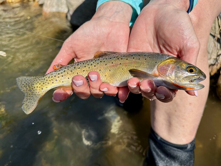 Author Anietra Hamper holding a cutthroat trout