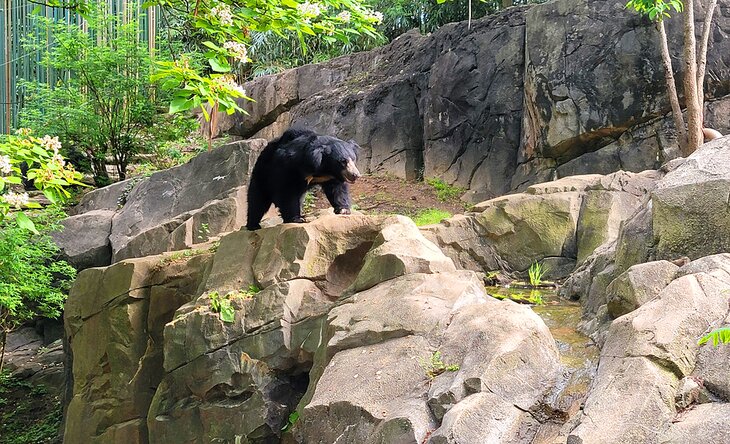 A bear at the National Zoological Park