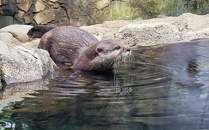 Otters at the National Zoological Park