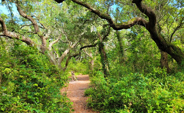 A path in Springer's Point Preserve