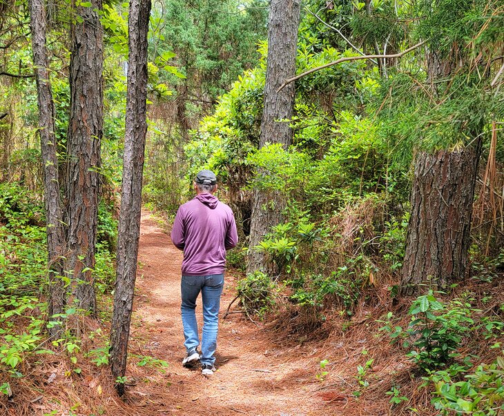 Walking along Hammock Hills Nature Trail