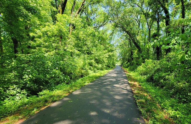 Paved trail through the woods on the Swamp Rabbit Trail