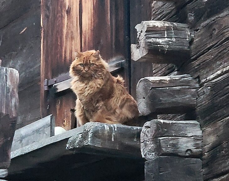 A cat in the Hinterdorf 