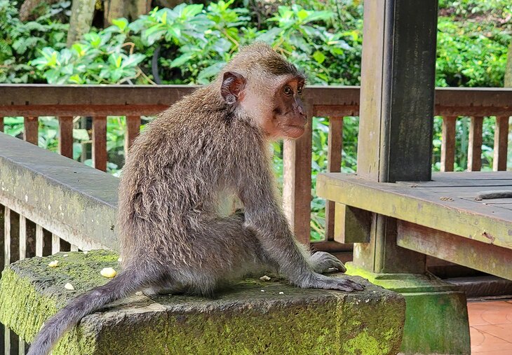 A monkey in the Monkey Forest