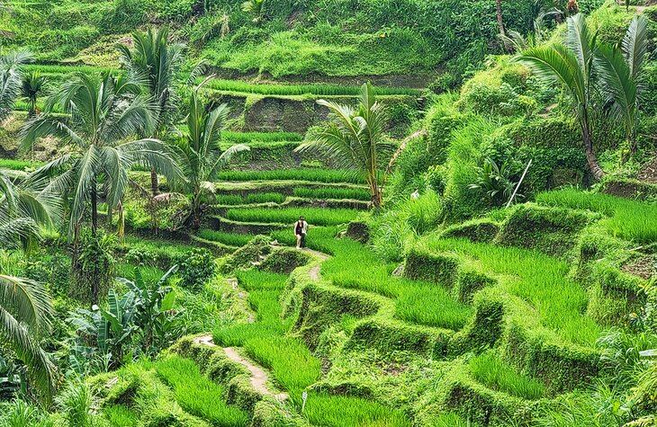 Tourists walking in rice terraces near Ubud