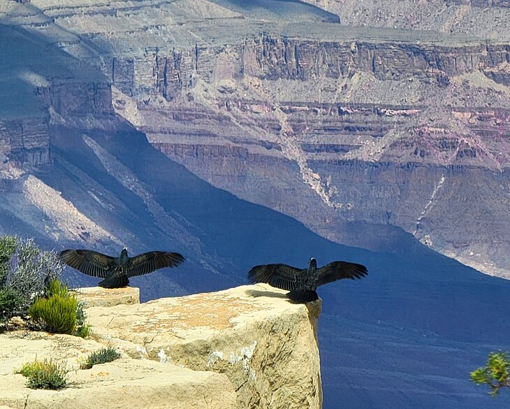 Birds on a ledge at Moran Point