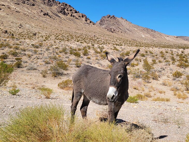 A burro in Death Valley