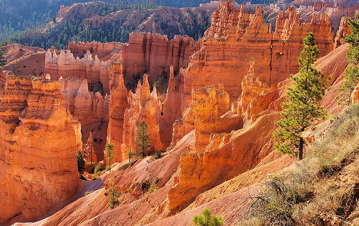 Hoodoos in Bryce Canyon