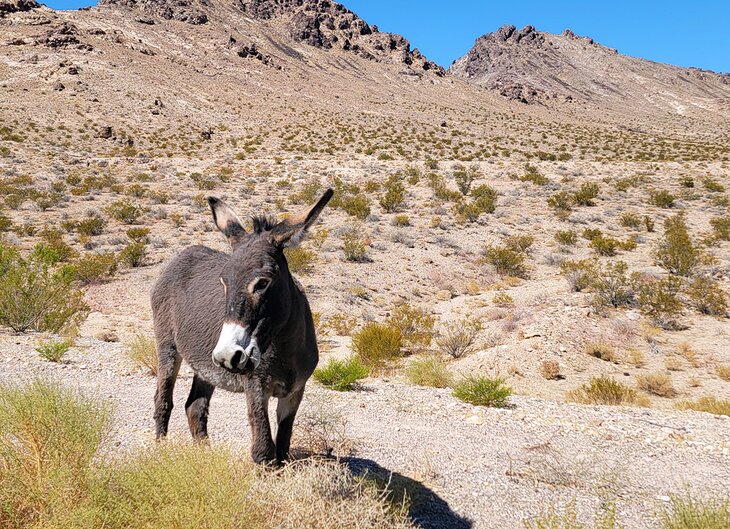 A burro in Death Valley