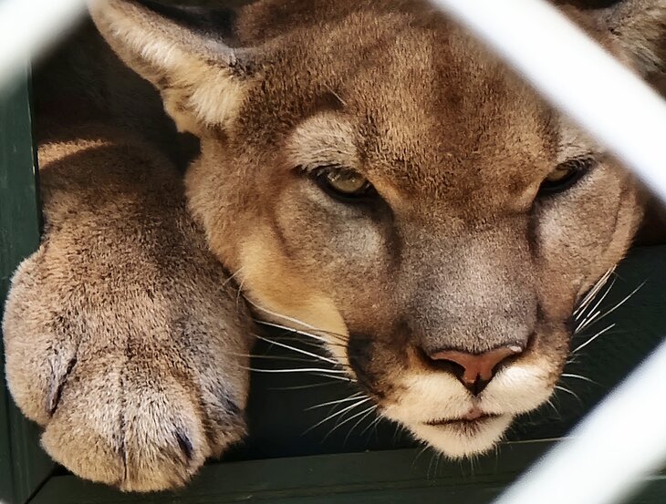 A mountain lion at the Southwest Wildlife Conservation Center 