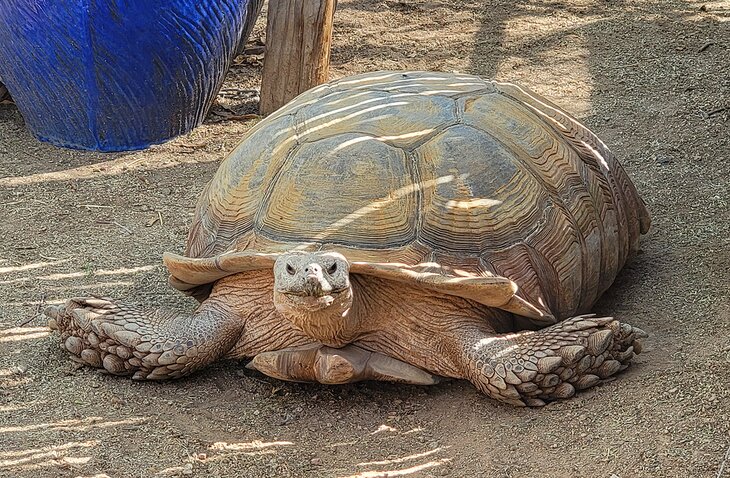 Goliath the tortoise roaming the grounds at the Southwest Wildlife Conservation Center