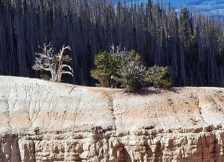 Ancient bristlecone pines on the Spectra Point hike in Cedar Breaks National Monument