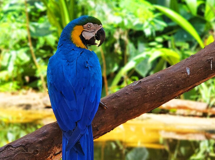 A blue-and-gold macaw at the Bird Park