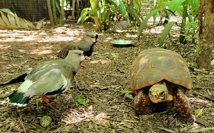 A tortoise at the Bird Park