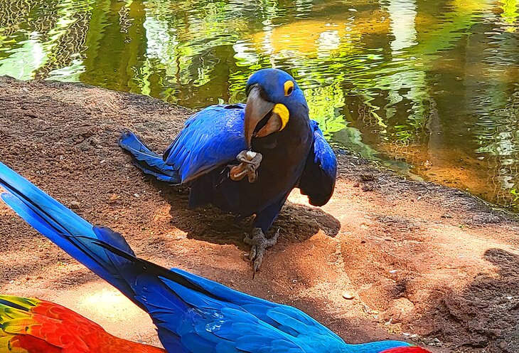 A hyacinth macaw at the Bird Park