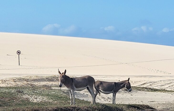 Donkeys beside a dune near Jeri