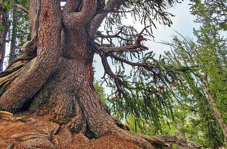The base of a bristlecone pine on the Bristlecone Walking Trail