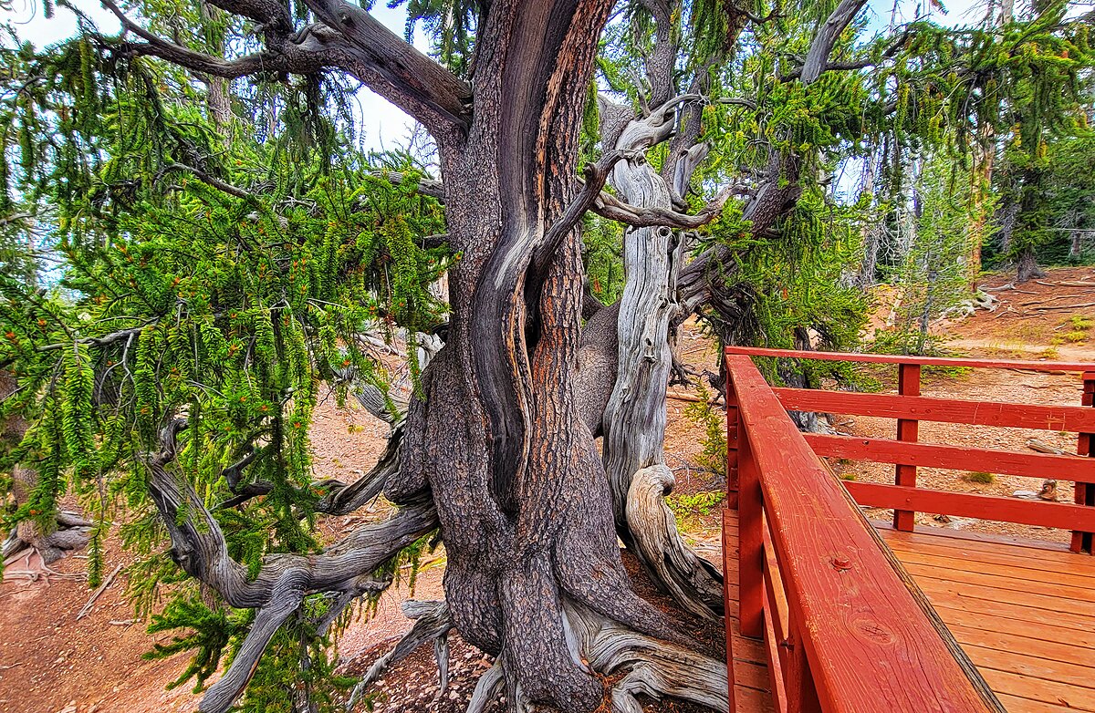 An ancient bristlecone pine tree on the Bristlecone Walking Trail